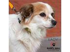 Lady (# 7)-Adoption Pending Pomeranian Adult Female
