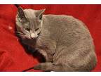 Anna Jane Russian Blue Young Female