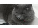 Ashes & Matches American Shorthair Adult