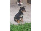 Sammy Rat Terrier Puppy Male