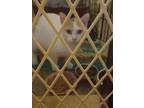 Miss Kitty Domestic Shorthair Young Female