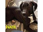 Nate Great Dane Puppy Male
