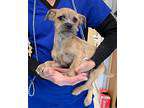 Gianni (GAPR/Fostered in TN) Maltese Puppy Male | Male Maltese Puppy For Sale in Brighton TN ...