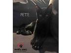 Pete American Shorthair Young Male