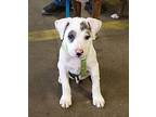 Andy ADOPTION PENDING Catahoula Leopard Dog Puppy Male