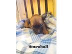 Marshall Boxer Puppy Male