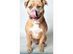 Dodge Staffordshire Bull Terrier Adult Male