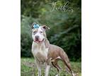 Faith Pit Bull Terrier Adult Female