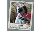 RIVER - Tri-Pawd! Pointer Adult Male