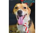 Houston Beagle Adult Male