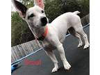 Scout in Sherman, TX Jack Russell Terrier Adult Female