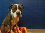 CORA American Staffordshire Terrier Adult Female