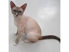 Crystal Siamese Young Female