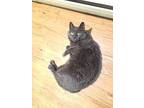 Beatrice Russian Blue Adult Female