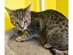 Hank American Shorthair Young Male