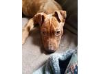 Thor American Pit Bull Terrier Puppy Male