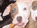 Tony! American Pit Bull Terrier Puppy Male