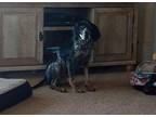 Paige Bluetick Coonhound Adult Female
