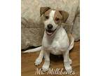 Mr milkbones Jack Russell Terrier Puppy Male