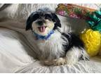 Shichon Puppy for Sale - Adoption, Rescue