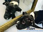 Slater American Staffordshire Terrier Puppy Male
