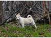 Alaskan Malamute Puppy for Sal