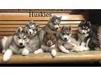 Siberian Husky Puppy for Sale - Adoption, Rescue