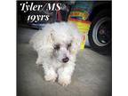 Tyler/MS Poodle (Miniature) Senior Male