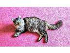 Mainesqueeze Maine Coon Young Male