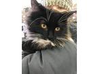 Logan Maine Coon Young Male