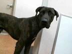 DUNCAN Great Dane Young Male