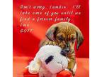 Goff Basset Hound Puppy Male