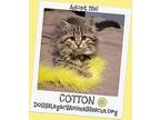 COTTON - Adoption Pending Maine Coon Kitten Female