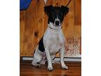 Danny Jack Russell Terrier Adult Male