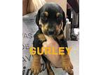 Gurley Basset Hound Puppy Male