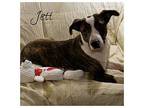 Jett Great Dane Puppy Male