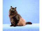 Andy (must go with Abbie) Maine Coon Senior Male
