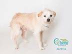 SCRAPPY Jack Russell Terrier Senior Male
