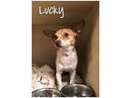 Lucky Chihuahua Adult Male