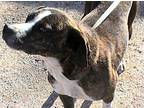 Jacques Mountain Cur Adult Male