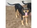 Arabelle Black and Tan Coonhound Young Female