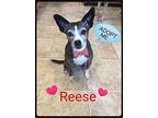 Reese Rat Terrier Senior Female