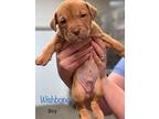 Wishbone Labrador Retriever Puppy Male