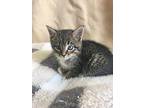 Dahmer Domestic Shorthair Kitten Male