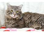 Will I Am Maine Coon Adult Male