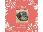 Tiana American Shorthair Adult Female