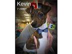 Kevin Jack Russell Terrier Puppy Male