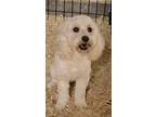 LILLY Poodle (Miniature) Young Female