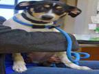 WALDO Jack Russell Terrier Puppy Male