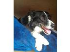 Faye Border Collie Young Female
